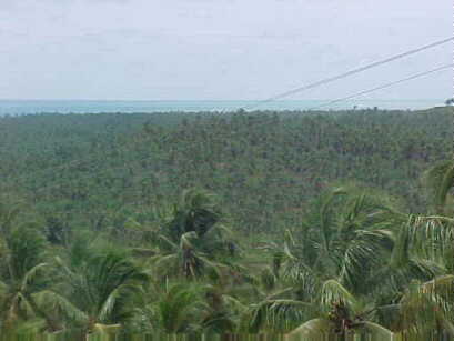 O poder também nasce da capacidade de gerar novas riquezas sob controle popular. O poder do povo nordestino está em um coqueiral e não em caminhões-pipa. - Foto: